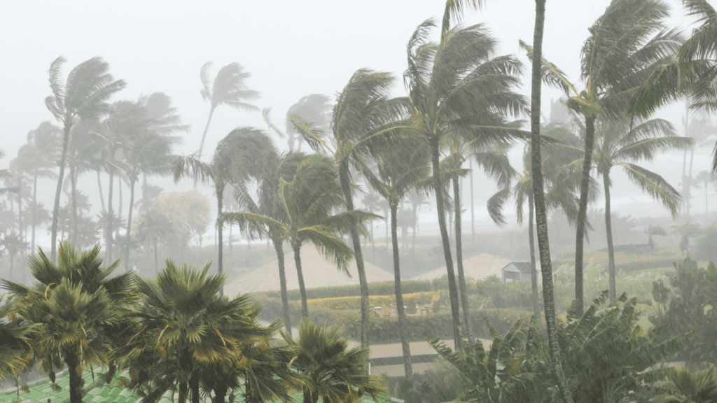 palm trees sway in the wind during a hurricane