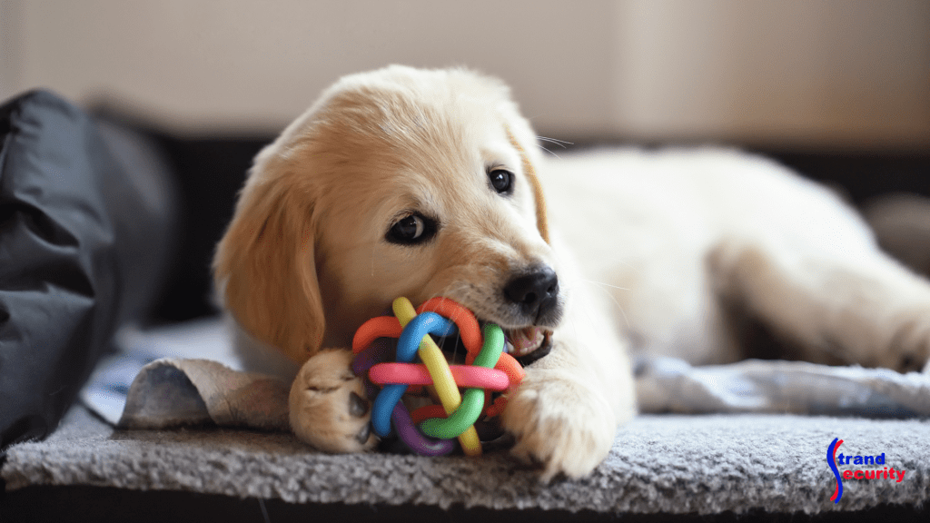 puppy with chew toy