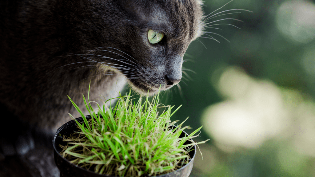 Pet safety tip: Protect your pet form toxic plants