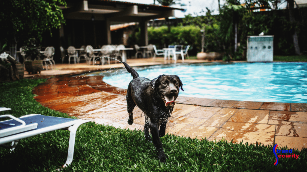 dog near pool in backyard